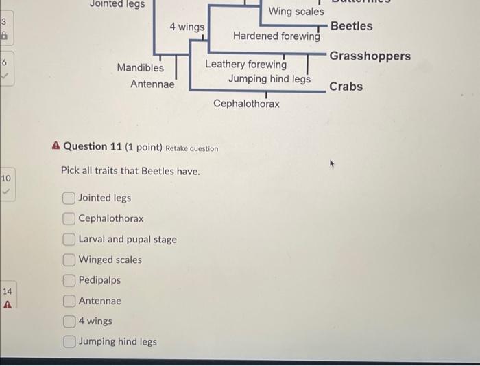 Use The Phylogeny Above To Answer The Questions In | Chegg.com