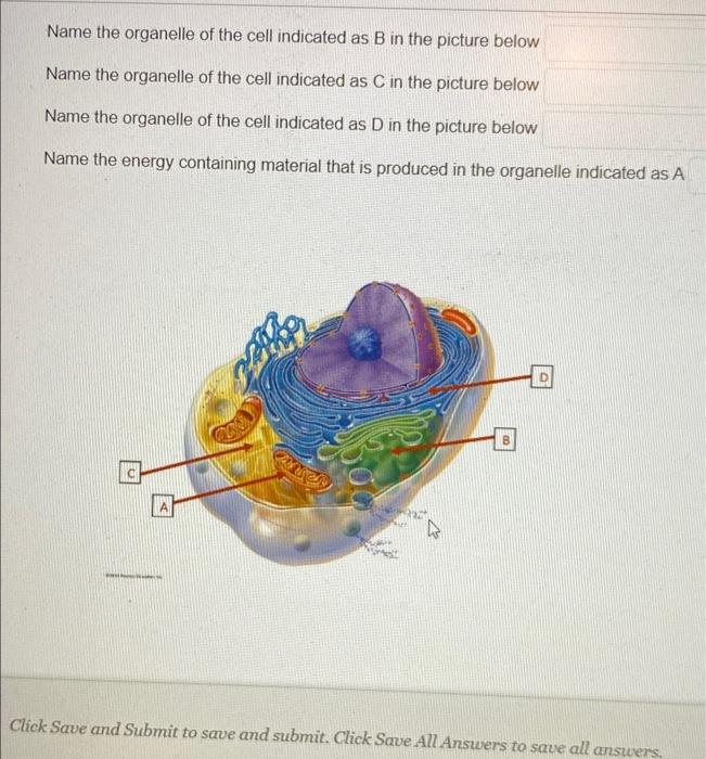 Solved Name The Organelle Of The Cell Indicated As B In The | Chegg.com