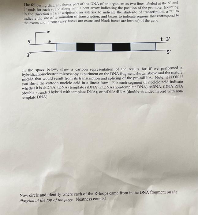 The following diagram shows part of the DNA of an | Chegg.com