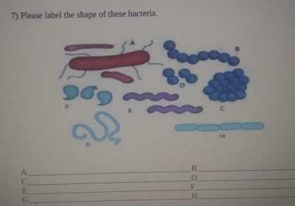 Solved Please label the shape of these bacteria.A BC DEG F H | Chegg.com
