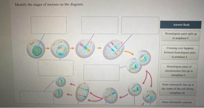 Solved Identify the stages of meiosis on the diagram. Answer | Chegg.com