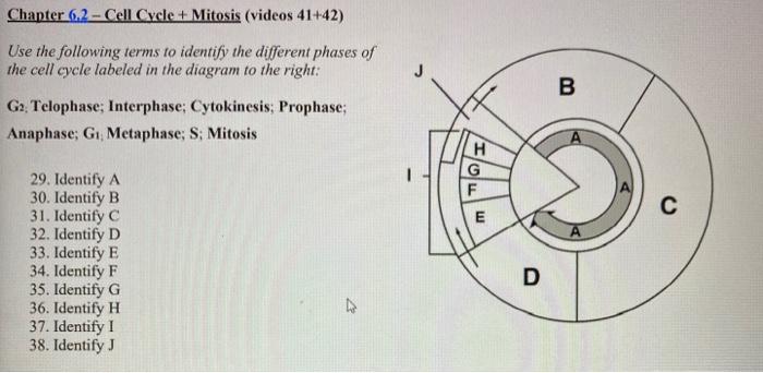 cell cycle diagram