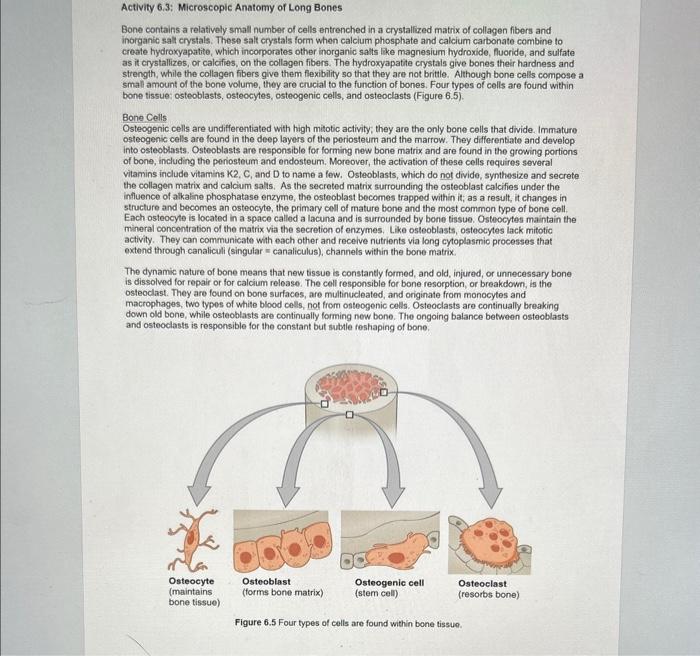 Solved Procedure for Activity 6.3: Microscopic Anatomy of | Chegg.com