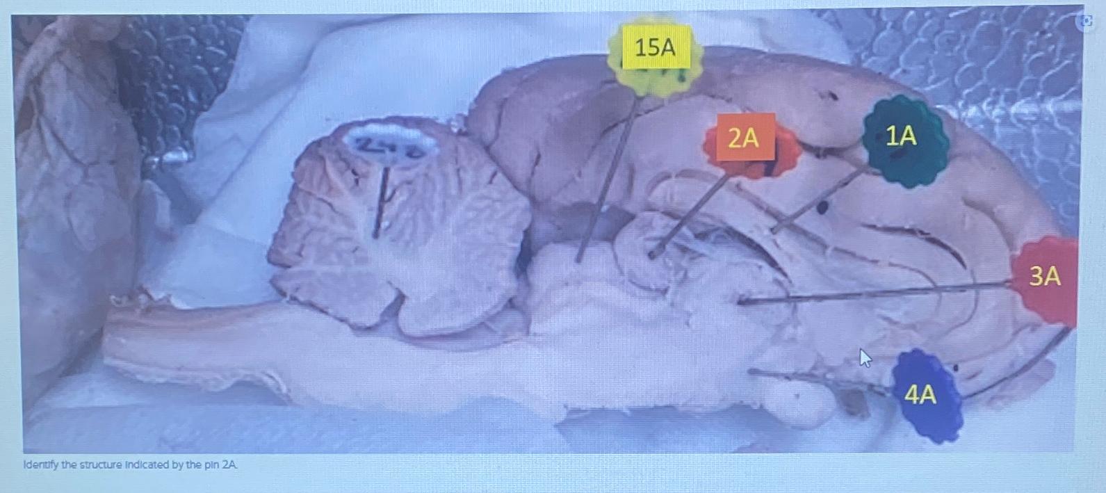Solved identify the structure by the pin 2A | Chegg.com