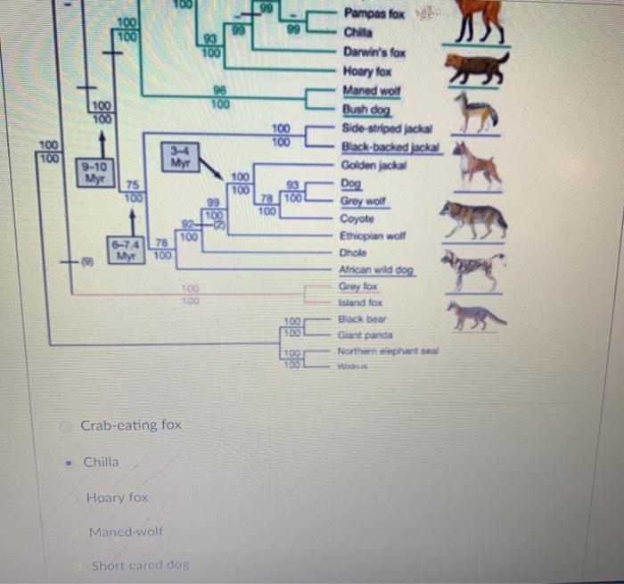 Solved Question 1 1 pts The phylogenetic tree below shows | Chegg.com