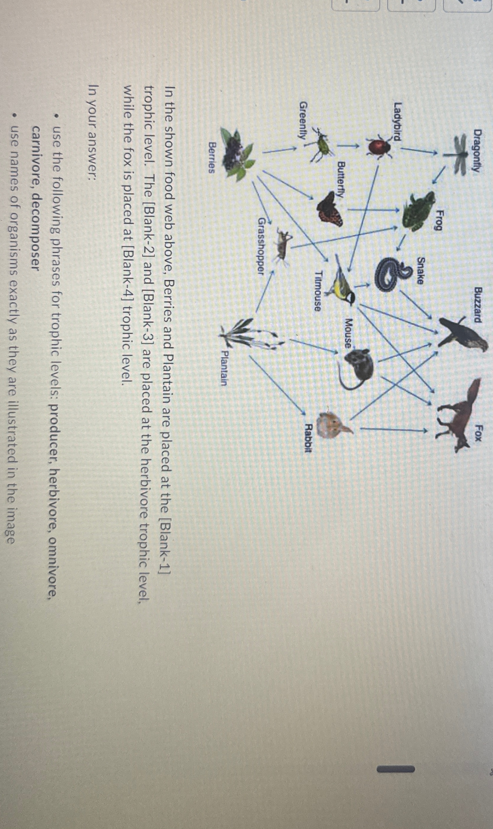 Solved In the shown food web above, Berries and Plantain are | Chegg.com