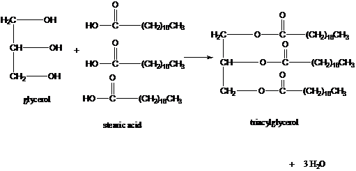 Triacylglycerol Structure