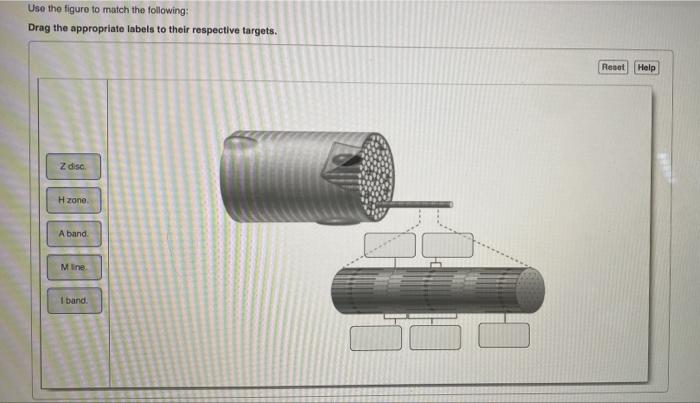 Solved Use The Figure To Match The Following: Drag The | Chegg.com