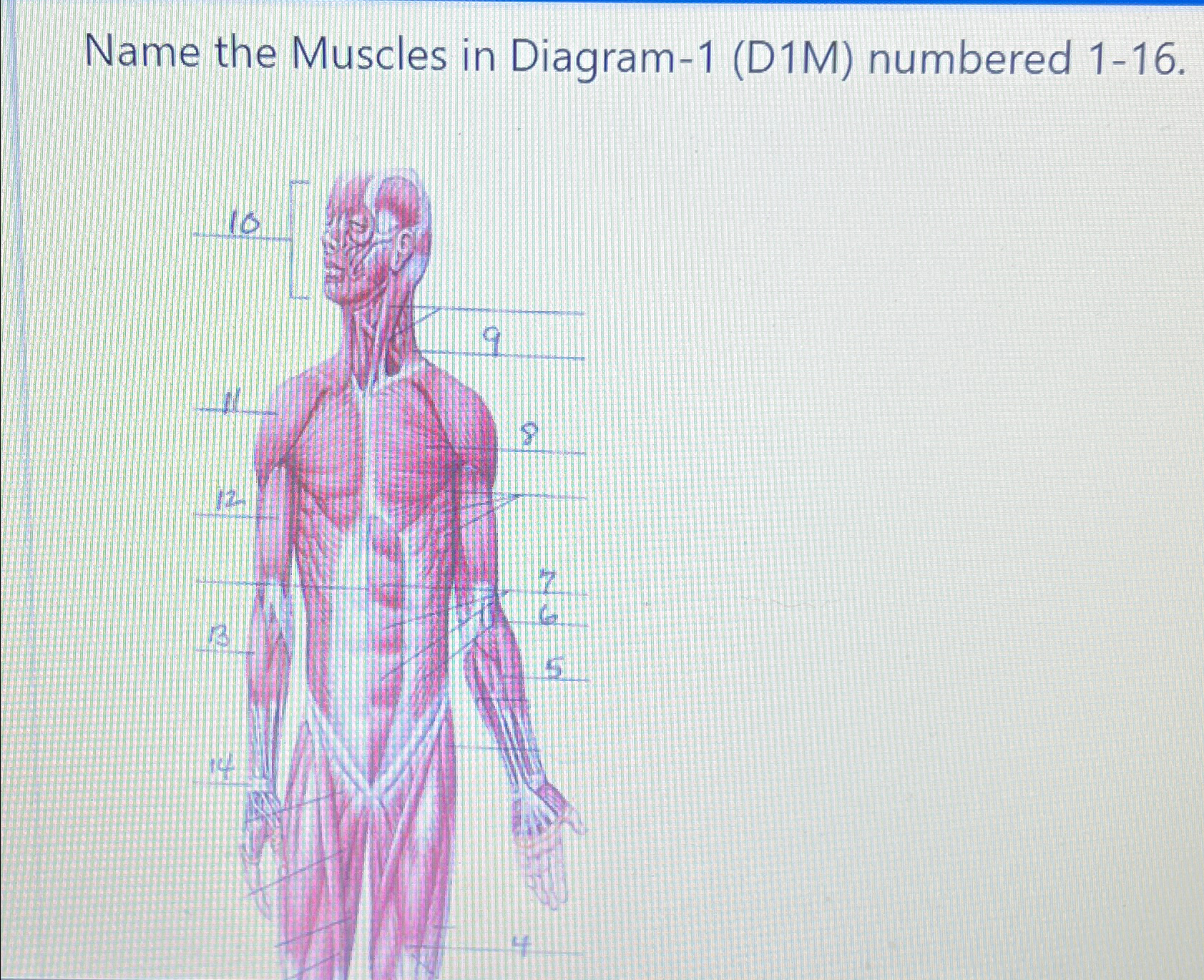 Solved Name the Muscles in Diagram-1 (D1M) ﻿numbered 1-16. | Chegg.com