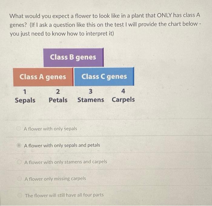 Solved What would you expect a flower to look like in a | Chegg.com