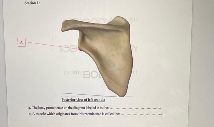 right scapula posterior view labeled