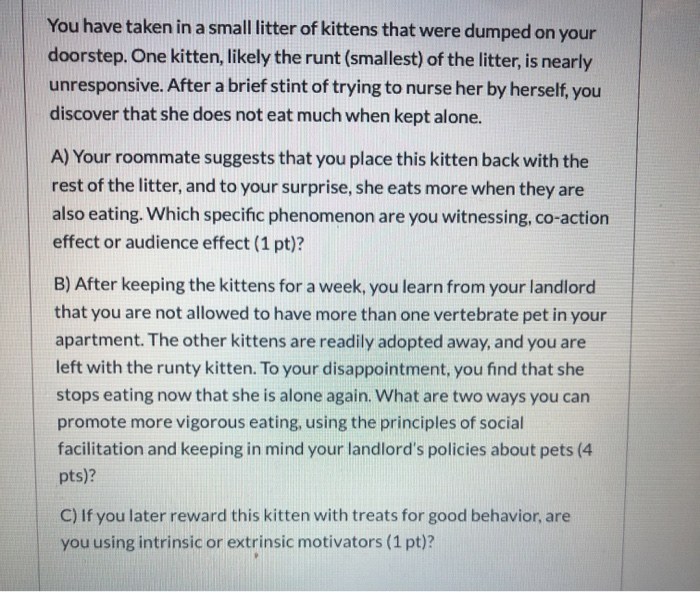 runt kitten not eating