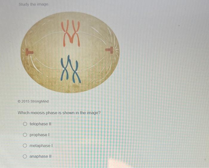 Solved Study the image 2015 StrongMind Which meiosis phase | Chegg.com