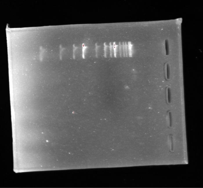 Solved 1. Using your gel picture, do you think your DNA is | Chegg.com