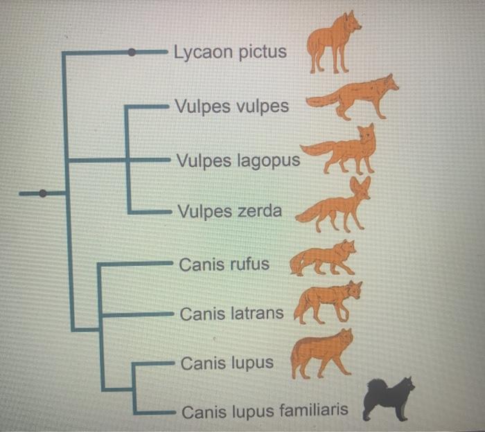 Solved Complete an analysis of the phylogenetic tree below | Chegg.com