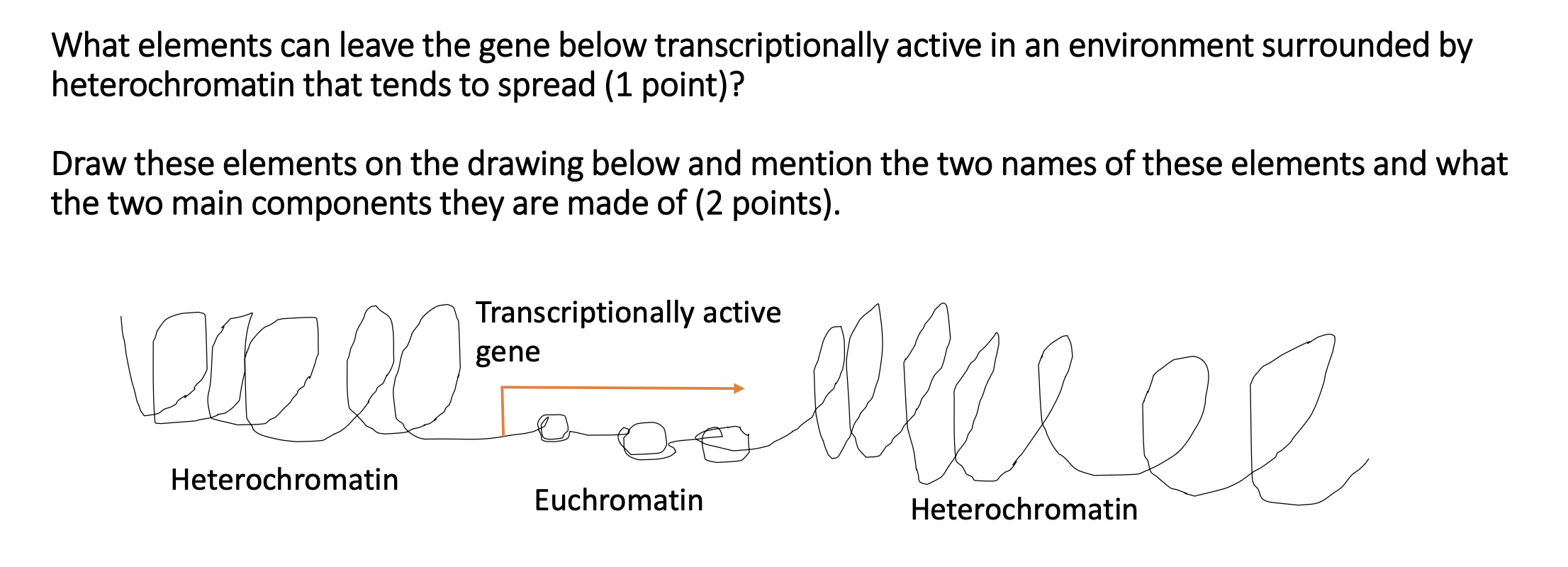 Solved euchromatin and heterochromatinWhat elements can | Chegg.com