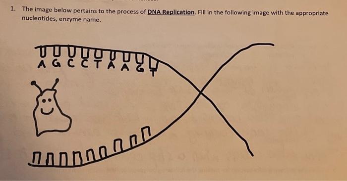 Solved The Image Below Pertains To The Process Of Dna