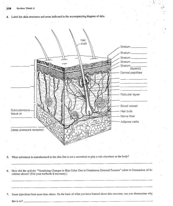 Solved 4. Label the skin structares and areas indicated in | Chegg.com