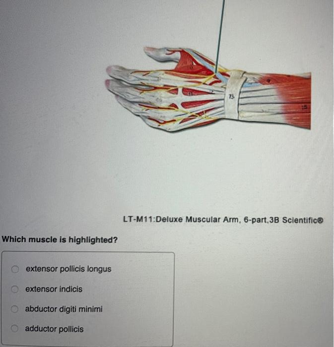 solved-copyright-som-which-muscle-is-highlighted-dorsal-chegg