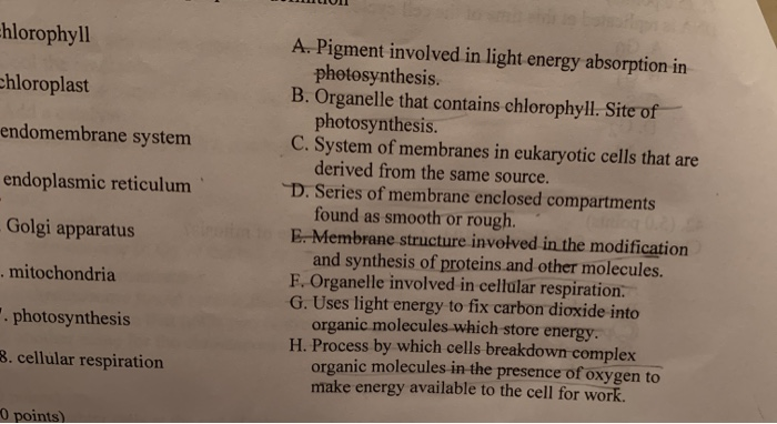 Photosynthesis? what absorbs the pigment power light this to organelle in found is that what cell
