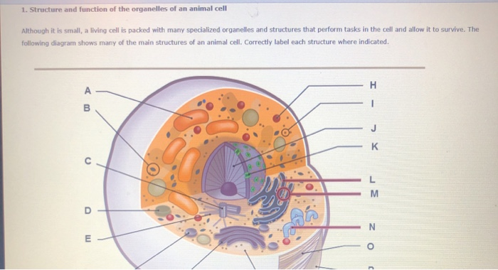 1 Structure And Function Of The Organelles Of An Chegg Com