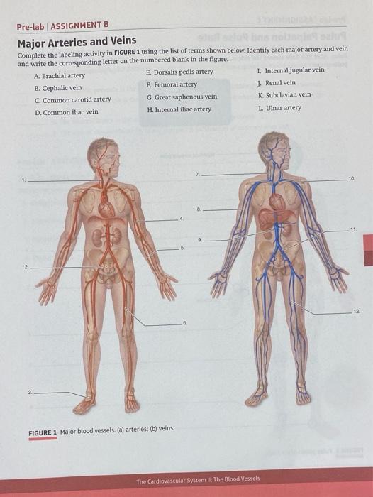 blank blood vessels diagram