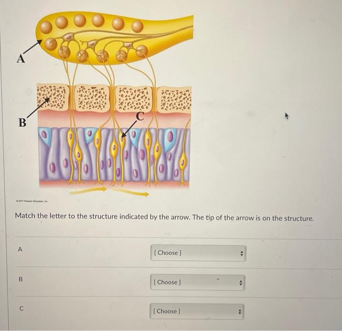 Solved Match the letter to the structure indicated by the | Chegg.com