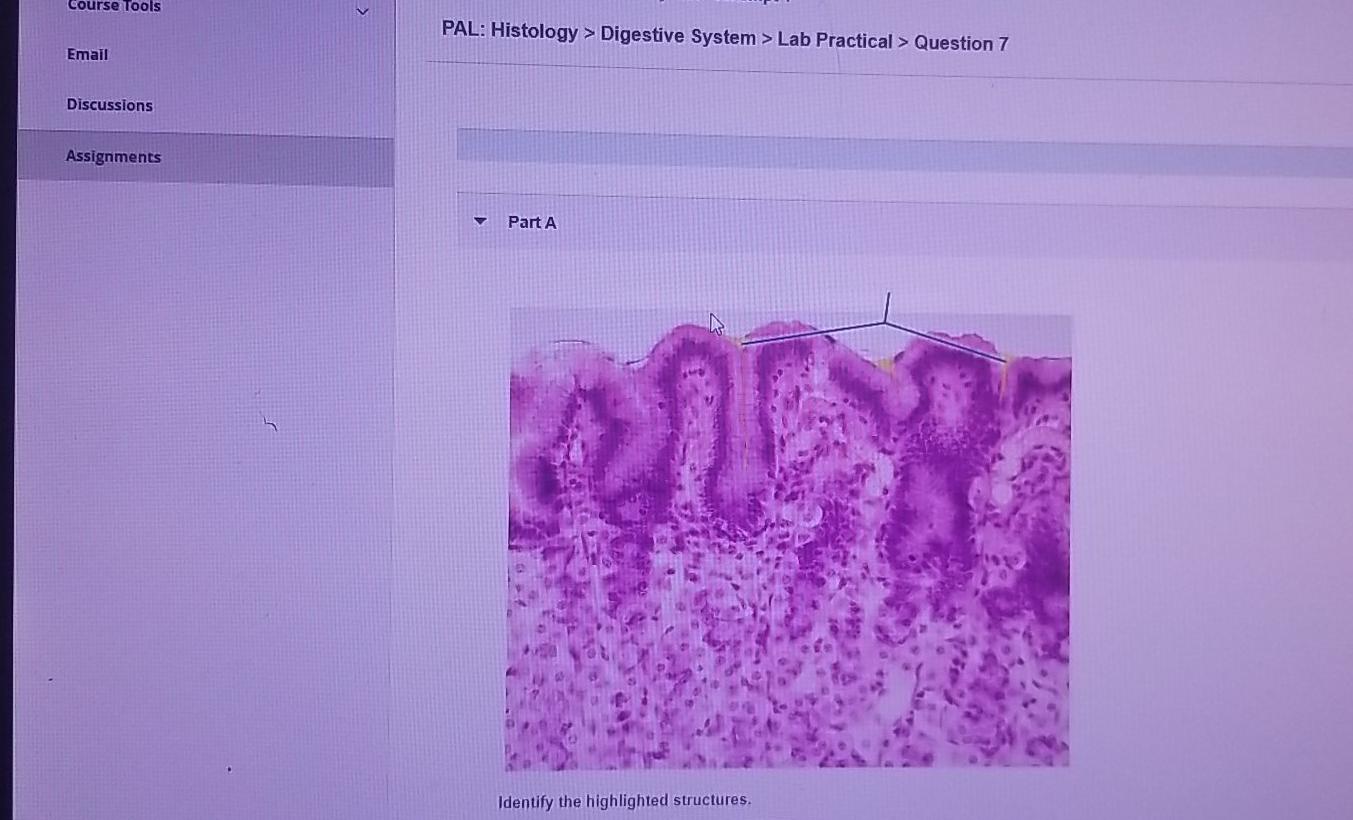 Solved Course Tools PAL Histology > Digestive System > Lab