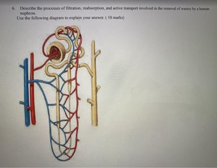 Solved 6. Describe the processes of filtration, | Chegg.com