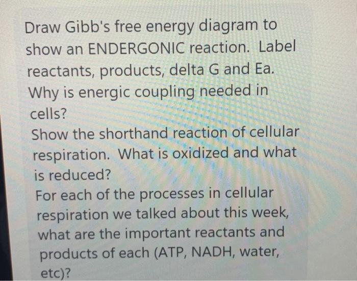 Solved Draw Gibb's free energy diagram to show an ENDERGONIC | Chegg.com