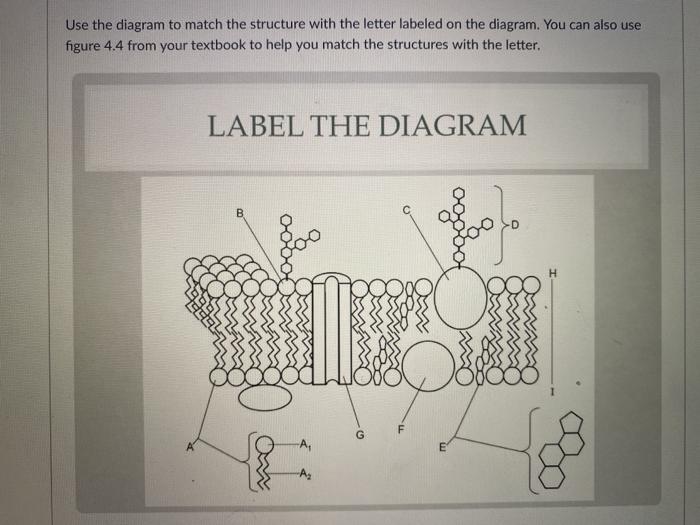Solved Use the diagram to match the structure with the | Chegg.com