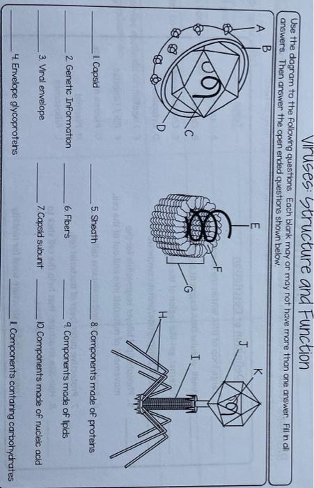 virus diagram worksheet