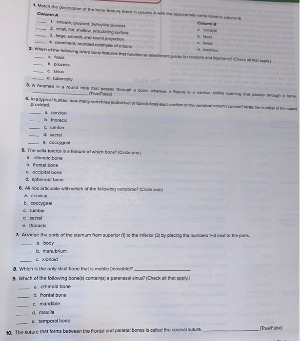 Solved 1. Match the description of the bone feature listed | Chegg.com