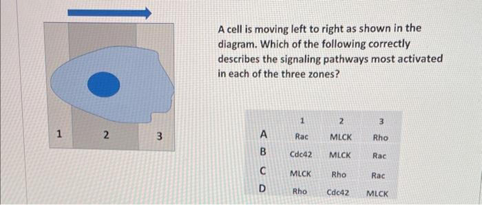 A cell is moving left to right as shown in the | Chegg.com