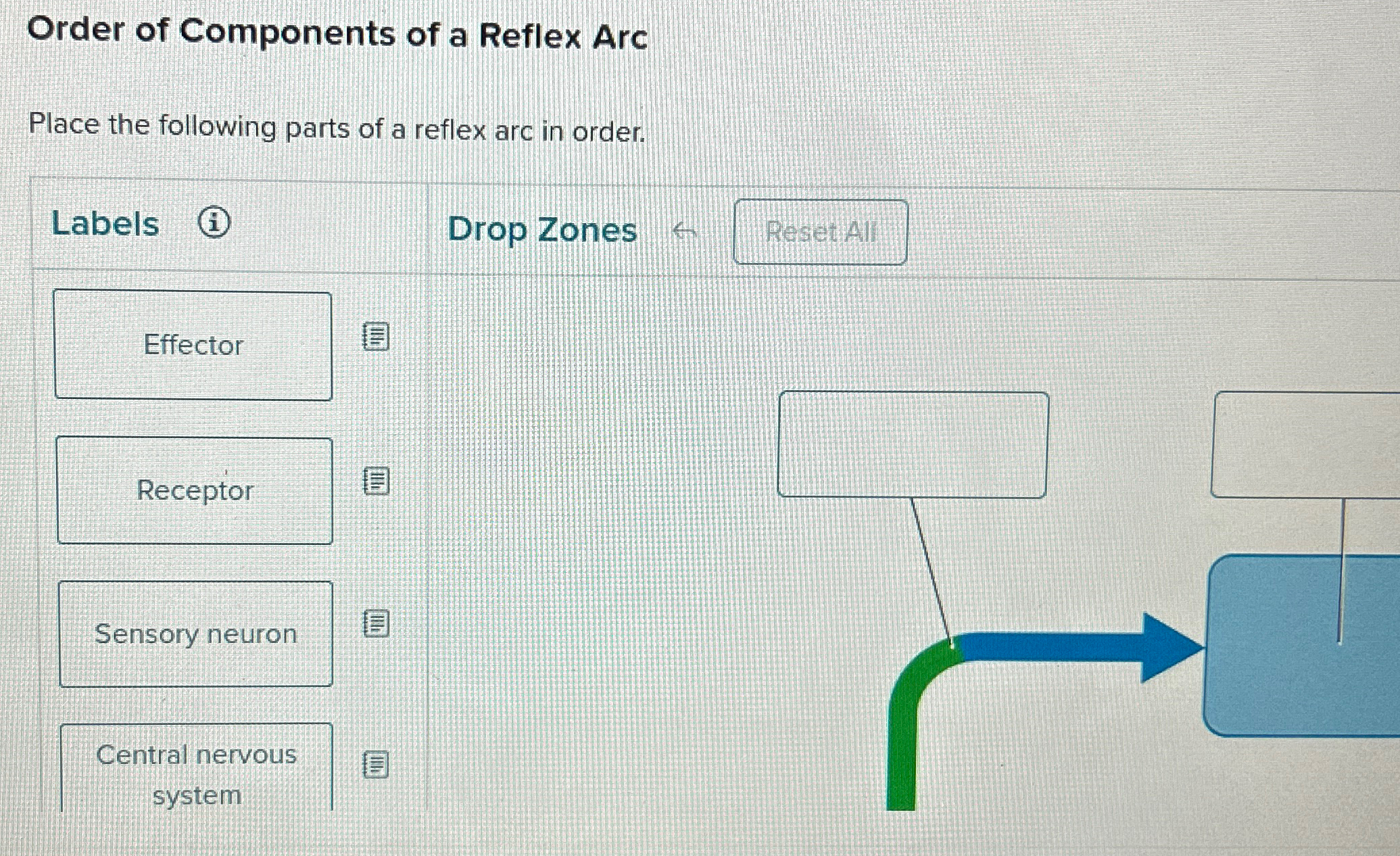 Solved Order of Components of a Reflex ArcPlace the | Chegg.com
