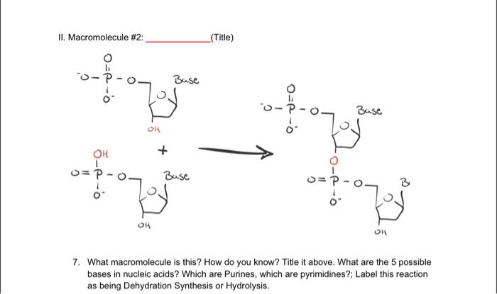 II. Macromolecule \#2:
(Title)
7. What macromolecule is this? How do you know? Title it above. What are the 5 possible bases