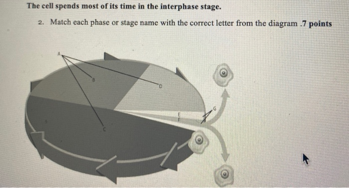 Solved The cell spends most of its time in the interphase | Chegg.com