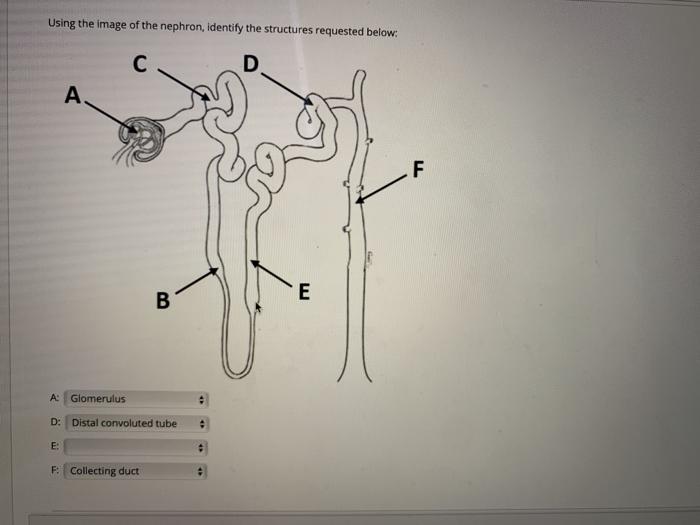 Solved Based on the image below, match the number with the | Chegg.com