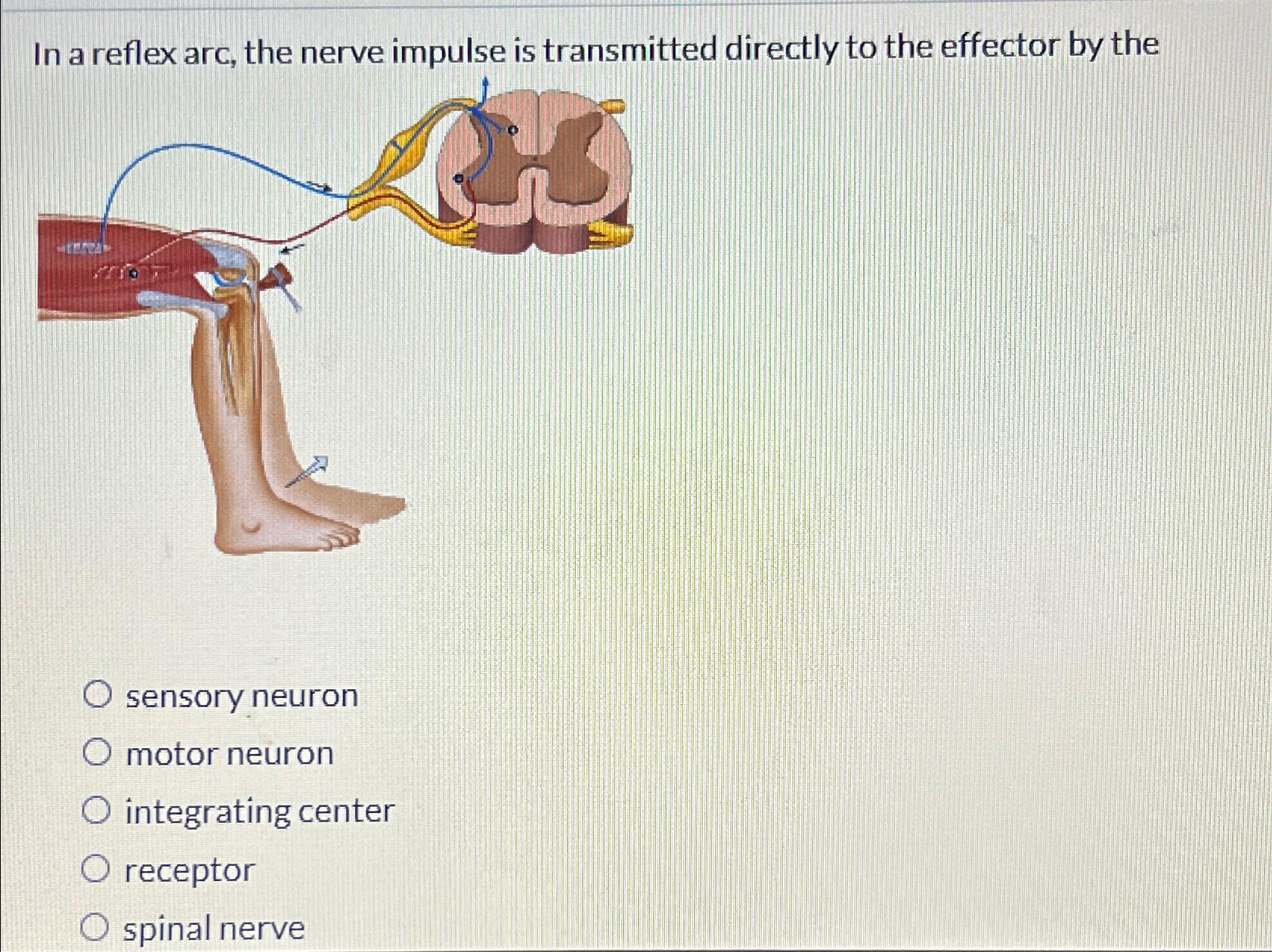 Solved In A Reflex Arc, The Nerve Impulse Is Transmitted | Chegg.com