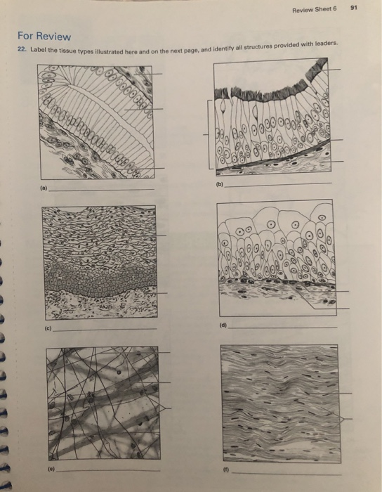 Solved 22. Label the tissue types illustrated here and on | Chegg.com