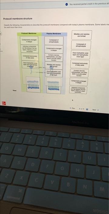 Protocel membrane structure be wed mise than shie | Chegg.com
