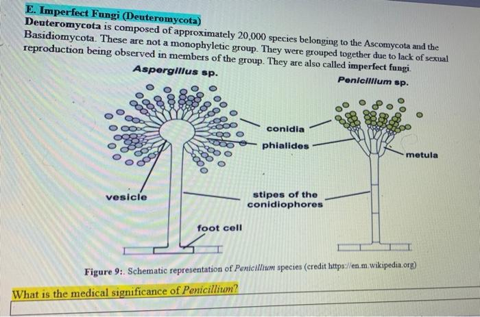 Solved E. Imperfect Fungi (Deuteromycota) Deuteromycota is | Chegg.com