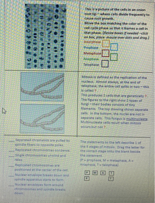 Solved Lab - Cell Cycle & Mitosis The Diagram To The Right | Chegg.com