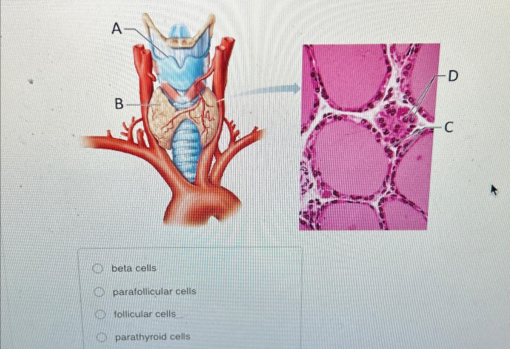 Solved beta cellsparafollicular cellsfollicular | Chegg.com