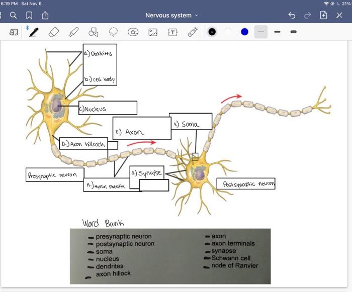 Solved Im trying to learn the anatomy of the neurons for my | Chegg.com