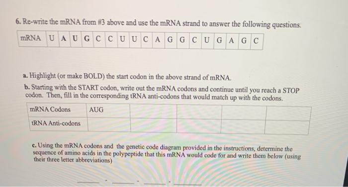 Solved 6. Re-write the mRNA from #3 above and use the mRNA | Chegg.com