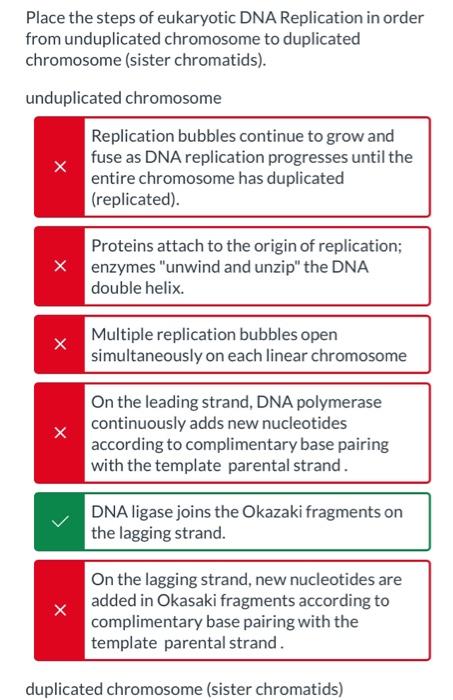 Place the steps of eukaryotic DNA Replication in order from unduplicated chromosome to duplicated chromosome (sister chromati