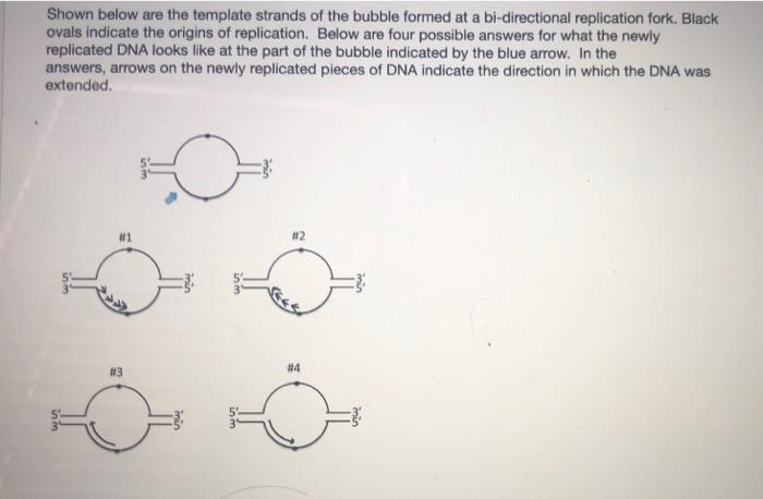 Solved Shown Below Are The Template Strands Of The Bubble | Chegg.com