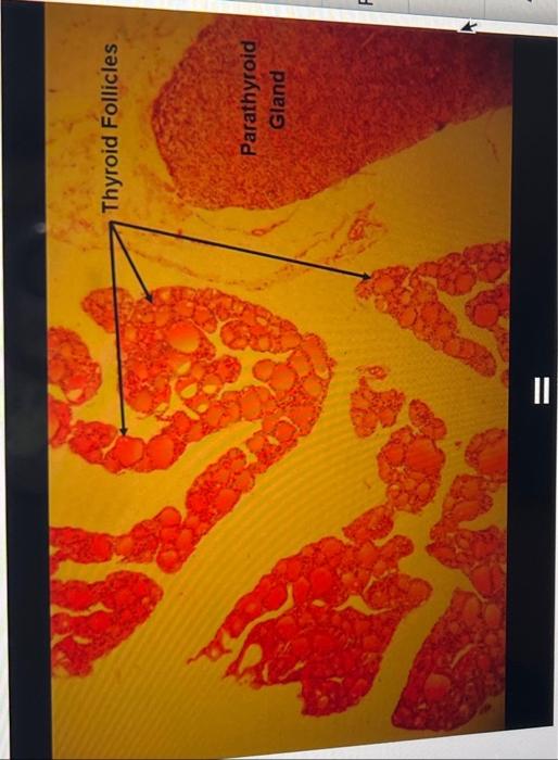 experiment 1 microscopic anatomy of the endocrine system