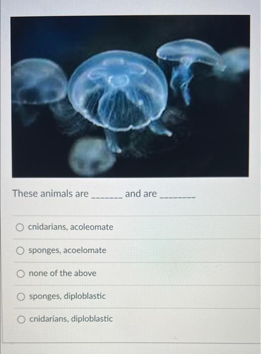 Solved These animals are and are O cnidarians, acoleomate